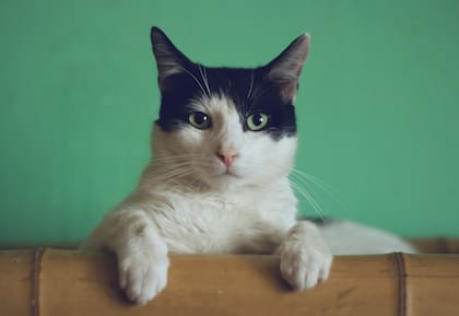 El cráneo del gato está diseñada para maximizar las habilidades de caza y supervivencia