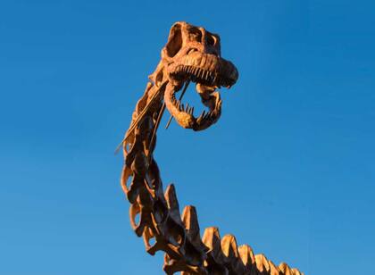 El cráneo del Patagotitan mayorum