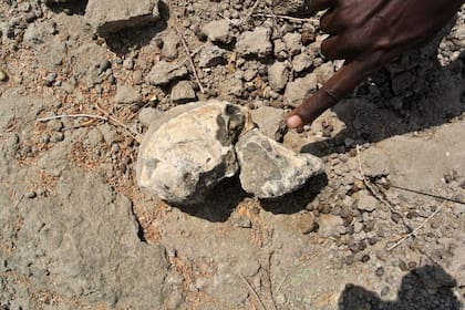 El cráneo fósil pertenece a un intervalo de tiempo entre hace 4,1 y 3,6 millones de años.