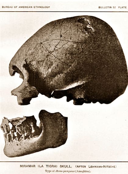 El cráneo que halló Florentino Ameghino en el arroyo La Tigra a finales del siglo XIX, que le sirvió para elaborar la teoría del "hombre fósil" sudamericano