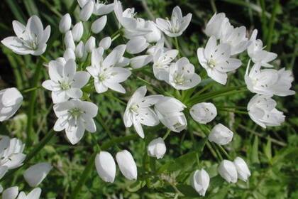 El crecimiento alargado, donde la planta parece estirada o escasa, puede indicar insuficiencia de luz solar