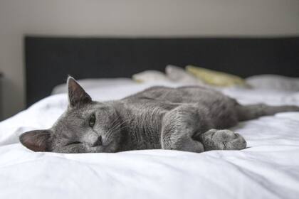 El crecimiento de los gatos puede variar según factores como la raza, alimentación y cuidados (Foto Pexels)