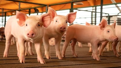 El crecimiento del consumo de cerdo acompaña un cambio estructural en la demanda de proteínas.