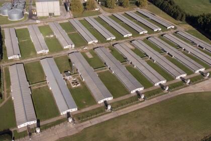 El criadero de Cabaña Argentina en Roque Pérez, donde se realiza todo el circuito productivo