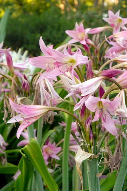 El Crinum x powellii tiene flores bellas y acampanadas, de 10 cm de diámetro, en tonos rosas de diversa intensidad.