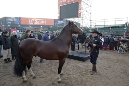 El toro Mercosur y el caballo Pericón, los dos primeros en llegar a la  Exposición Rural de Palermo - LA NACION