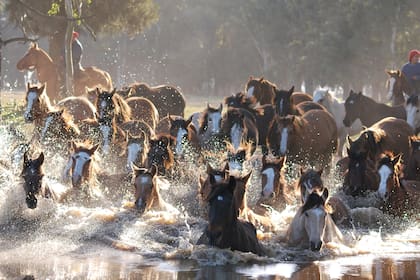 El Criollo está presente en todo el país como parte fundamental de actividades económicas y culturales