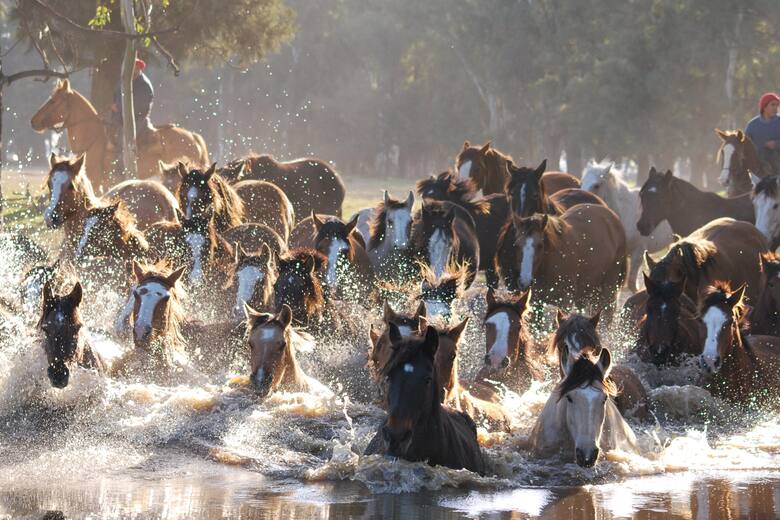 Embajador oficial: el caballo Criollo será Marca País ante el mundo y estas son las razones