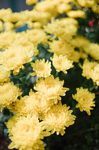 El crisantemo destaca por su resistencia y belleza