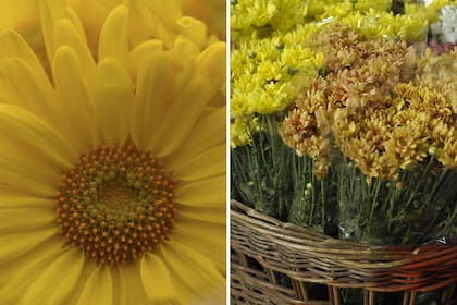 El crisantemo recibe un trato devocional en Japón, donde logran darle formas sorprendentes. En el mercado de flores de Buenos Aires (derecha), acomodados en grandes canastos de mimbre para la venta, se lucen crisantemos amarillos y bronceados.