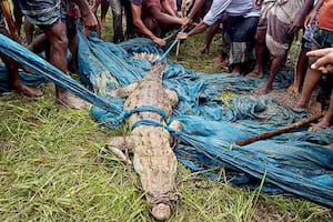 El crocodylus palustris fue registrado por última vez en estado salvaje en este país hace medio siglo
