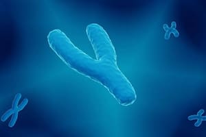 Qué revela sobre los hombres la primera secuencia completa del “extraño” cromosoma Y