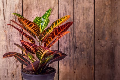 El crotón es una planta popular conocida por sus llamativas hojas coloridas y su facilidad de cultivo en climas cálidos. 

