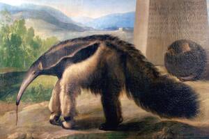 El triste viaje de un oso hormiguero en barco y un cuadro atribuido a Goya
