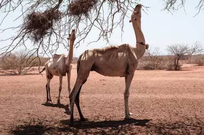 El Cuerno de África atraviesa su peor sequía en 40 años.