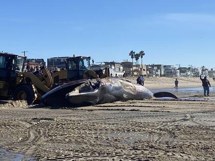El cuerpo de la ballena de aleta fue devuelto al mar de California con ayuda de maquinaría pesada