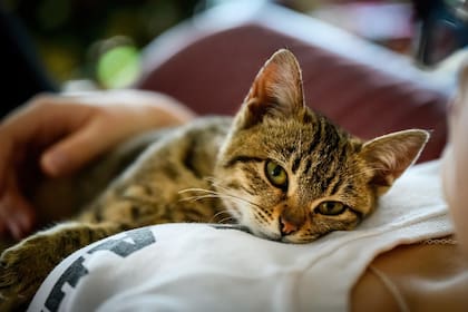 El cuerpo de tu gato empezará a mostrar los primeros signos de envejecimiento a nivel celular a los siete años (Foto ilustrativa: PIXABAY)