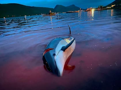 El cuerpo de un delfín cazado en Islas Faroe