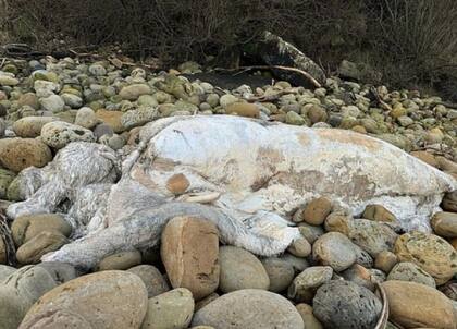 El cuerpo en descomposición medía cinco metros de largo y no tenía rostro