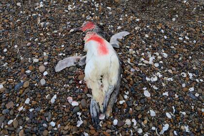 El cuerpo sin vida de un pingüino, en la playa de Punta Bermeja