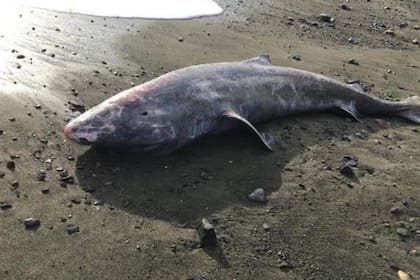 El cuerpo tiburón de Groenlandia fue encontrado en una playa de la región inglesa de Cornualles, pero luego la marea se llevó al animal, que fue reencontrado en las aguas por un barco turístico