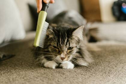 El cuidado de los animales es una aspecto negativo, según las encuestas (Foto Pexels)