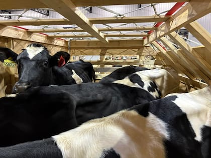El cuidado durante la cuarentena estará a cargo de personal especializado y bajo la supervisión de un médico veterinario