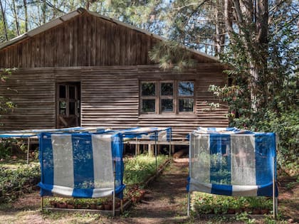 El pequeño vivero del cultivo de camelias