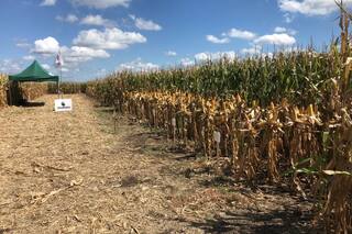 Qué tener en cuenta a la hora del maíz