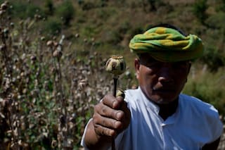 El cultivo de opio en Myanmar alcanza su nivel más alto en una década, según la ONU
