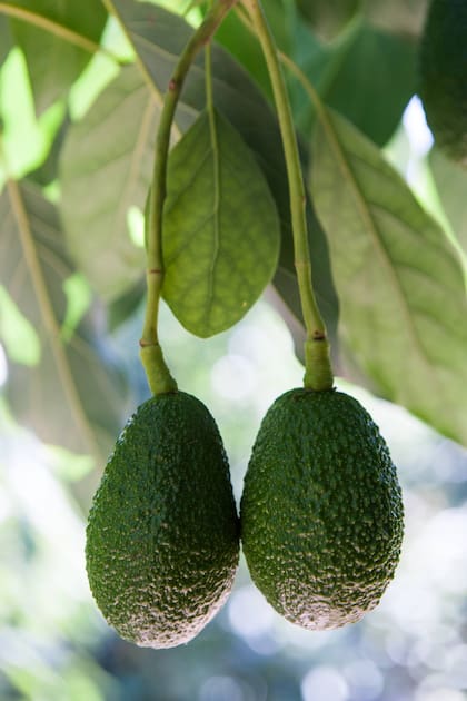 El cultivo de palta es una fuente de ingresos importante para los campesinos mexicanos