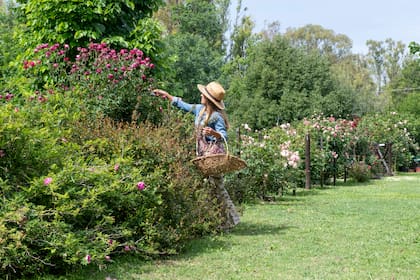 El cultivo de rosas implica cierta complejidad pero no todos los tipos de rosales necesitan mucho cuidado