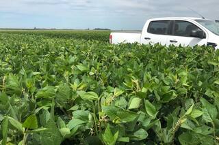 Habilidad y eficiencia, dos rasgos que hacen más atractiva a la soja