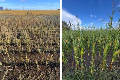 El cultivo de soja y maíz tras el paso de la granizada