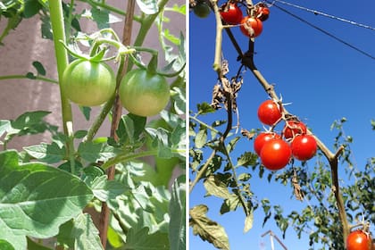 El cultivo de tomates es uno de los más sencillos de tener en la huerta hogareña. Las plantas necesitan seis horas de sol y riego abundante, aunque no demasiado frecuente.