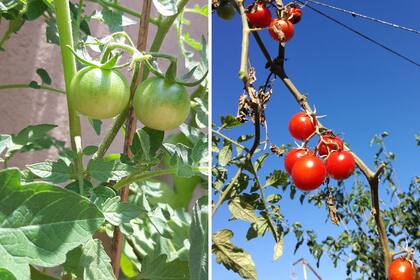 El cultivo de tomates es uno de los más sencillos de tener en la huerta hogareña. Las plantas necesitan seis horas de sol y riego abundante, aunque no demasiado frecuente.