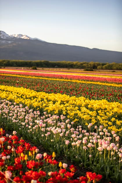 El cultivo de tulipanes se introdujo en la Patagonia por algunos pobladores, pero en la década del ‘90 el gobierno de Chubut promocionó la actividad distribuyendo bulbos y trayendo técnicos de Holanda para dar capacitaciones.
