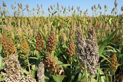 El cultivo en pleno verano. Hacia fin de la estación comenzará la cosecha. Son plantas que no necesitan mucha agua y en el jardín podrán tenerse en canteros o incluso en macetas.