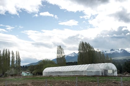 El cultivo en Vivero Antü es todo bajo invernáculo ya que, a pesar de que los Acer son plantas de frío, puede haber heladas sorpresa tanto en otoño como en primavera