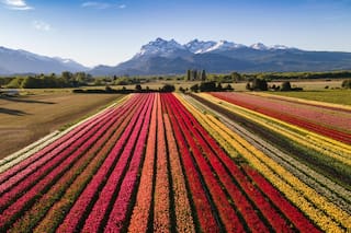 El increíble campo de tulipanes que es un boom turístico