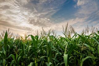 Cómo funciona el refugio que potencia al máximo la protenía Bt