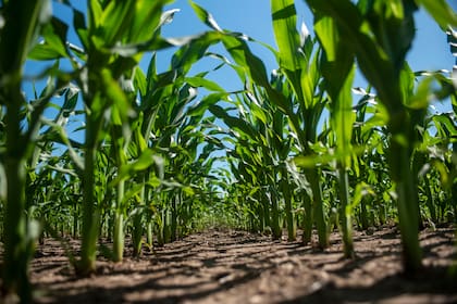 El cultivo tiene la menor huella ambiental del mundo