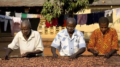 El cultivo y procesamiento del cacao no suele ser un negocio muy rentable