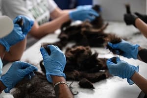 Reciclan toneladas de cabello humano para limpiar canales de agua en México