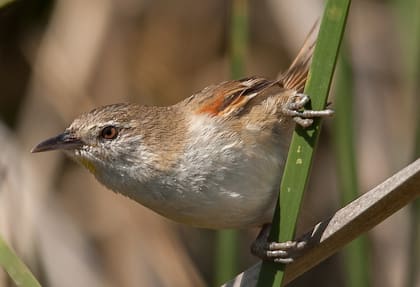 El curutié ocráseo es una de las joyitas de la región.