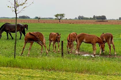 El Dakar de los caballos: cómo es el endurance, que tiene sus cultores (y sus clones) en la Argentina