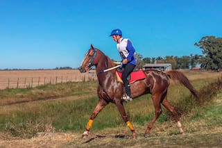 Endurance. Cómo es el Dakar de los caballos, que tiene clones en la Argentina