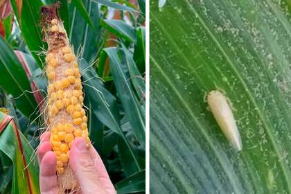 El Dalbulus maidis (chicharrita del maíz) es un insecto que se encuentra frecuentemente en el norte del país, desde Salta y Jujuy hasta el sur de Santiago del Estero, sudoeste de Chaco y norte de Santa Fe que; sin embargo, en la última campaña agrícola (2023/24) la plaga sorprendió con una explosión demográfica y expansión geográfica inusitada