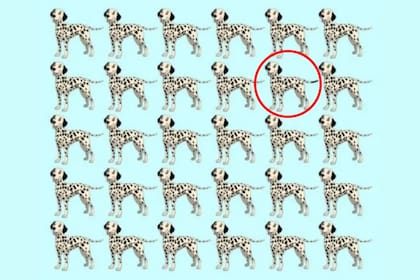 El dálmata diferente tiene la cola negra, mientras que la del resto está repleta de manchas