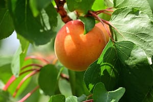 El damasco es una fruta con múltiples beneficios (Foto de carácter ilustrativo PIXABAY)